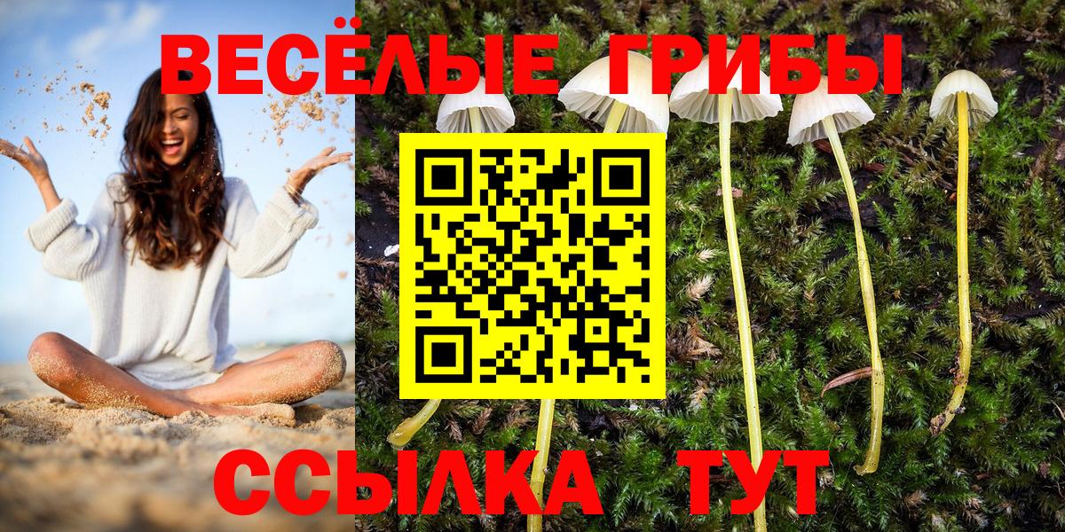 Галлюциногенные грибы Psilocybe Шебекино